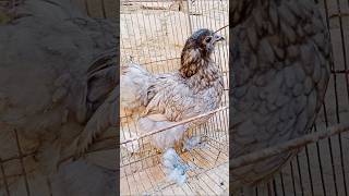 Usama kay birds 144 #chicken #aseelmurga #murga #bantam #fancybirds #fancychicks #fancy