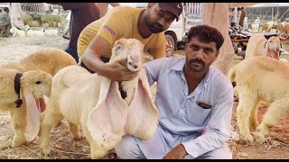 SHOUK KRAIN UMAR BHAI K MALL | KAJLA-KAKA-CHATRA-GOATS BREED | BAKRA MANDI SHAHPUR KANJRA LAHORE PTN