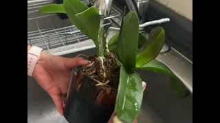 #plantcare #orchids How to water and wash your orchid