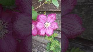 beautiful six petals flower