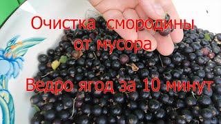 Самая быстрая очистка ягод от мусора.