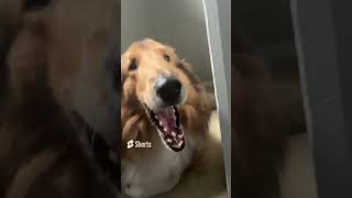 Cringe video #shortvideo #dog #dogchallenge #funnyanimal #cat #viralchallenge #funnypet #challenge ￼