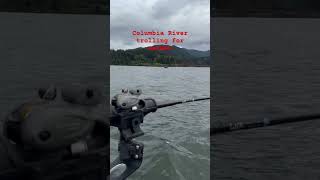 Spring Salmon trolling wind river columbia #fishing #pnw #outdoors #salmon #trolling