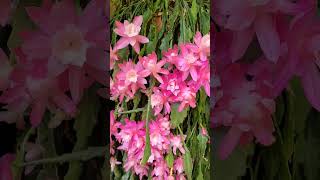 Christmas cactus in full bloom #christmas2022 #christmascactus #cactus #flowers #pink