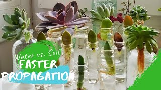 WATER propagation works FASTER than SOIL propagation for SUCCULENTS (an EXPERIMENT!)