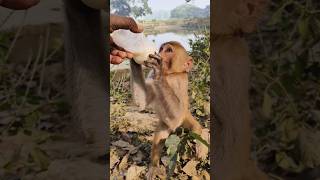 Baby monkey drinking milk 🍼🐵 #monkeyvideo #bandar #monkey 0689