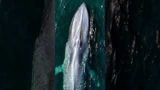 Biggest animals to ever exist #bluewhale #bluey #whales #whale #bluewhales #ocean #drone #nature