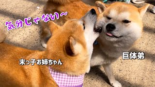 柴犬巨体弟がずっと遊びに誘っている姿が健気でかわいいです