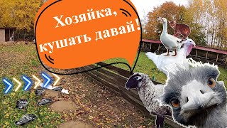 Бегаю между гаражом и кормушкой! Мой обычный день на хуторе.