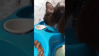 Cara minum kucing