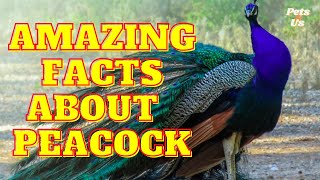 Facts about Peacock (2022) | Facts You Might Not Know About Peacock | Pets and Us