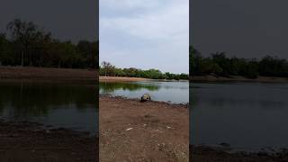 The Blind Crocodile @ Paga Crocodile Pond #PagaCrocodilePond #Paga #Crocodile #BlindCrocodile #Ghana