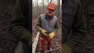 Improving Drumming Logs for Ruffed Grouse #shorts