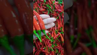 Chilli Packing 🌶️ Thanks for 1 Million Views 🪴🙏