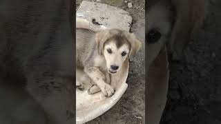 Cute Puppy #puppy #viral #shortsvideo