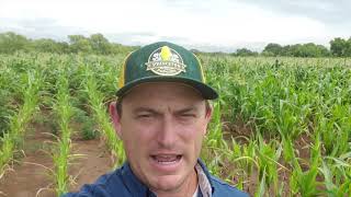 Wandering the Princeton Popcorn Fields after Flooding Rain