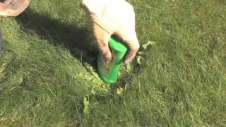 How to Get Rid of Weeds in the Lawn | Video | Roundup Weedkiller