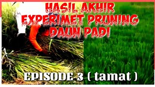 PRUNING / PANGKAS DAUN PADI PART 3_EPISOSE TERAKIR/FINISH