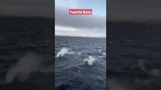 Dead Scary Waves in Russia live- Sail or Fail  #shorts