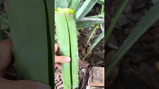 Miraculous aloe vera plants, they have great uses #shorts #aloevera