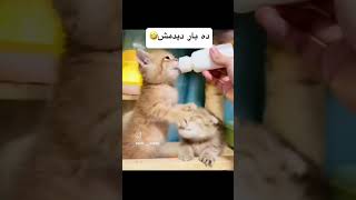 ده بار دیدمش شما هم ببینید 🤣