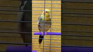 Funny singing Cockatiel #cutebirds #funnyparrot #cockatiel #fannycockatielshorts