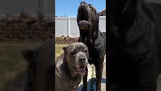 #Caucasian# Shepherd #Dog #Cane Corso #Neapolitan #Mastiff #Akita