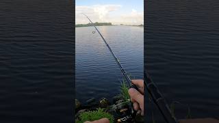 Mit Chatterbait auf Zander. Ich liebe es 🤩 #fishing #angeln #fishingvideo #fishinglife #zander