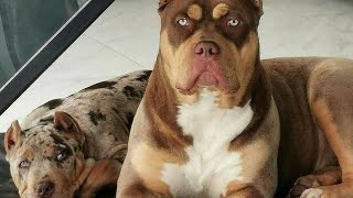 American Pitbull Terrier Facts || dog facts || Pitbull terrier Facts