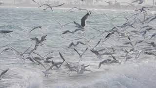 Seagulls -at Ladys mile beach  -limassol Cyprus -4K