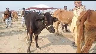 New Video Sahiwal buwl with Sahiwal cow amazing video