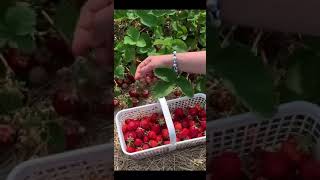 Strawberry farm | Strawberry picking |#strawberry #shorts