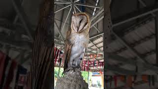 Barn Owl , ខ្លែង​ស្រាក​ / ghost bird of people not interested. | ខ្លែងស្រាក