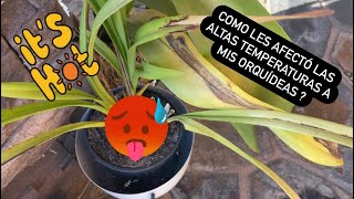 ✅COMO LES AFECTÓ LAS ALTAS TEMPERATURAS A MIS ORQUÍDEAS⁉️🪴🌼🥵🙋🏻‍♀️