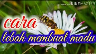 CARA LEBAH MENGHASILKAN MADU//TIPS LEBAH MADU