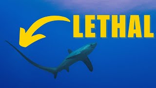 Thresher Shark Facts YOU Didn't Know