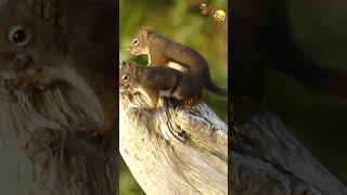 Douglas squirrels / Écureuils de Douglas #wildlife #canada #squirrel #ecureuil