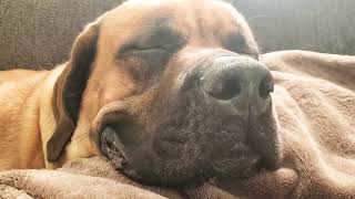 Eddie the English Mastiff,  snoring zzz zzz