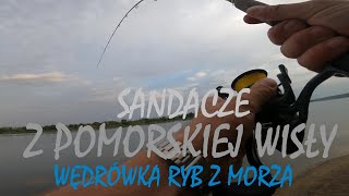 ZACZYNA SIĘ/ SANDACZE Z POMORSKIEJ WISŁY/WĘDRÓWKA RYB Z MORZA( CERTY - za nią TROCIE ŁOSOSIE i inne)