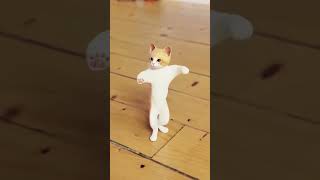 cat dance