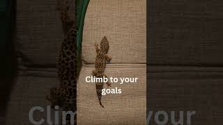 Inspiring #lizard #true #nevergiveup