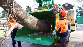 Extreme Dangerous Wood Chipper Machines Technology, Fastest Tree Shredder Working and Woodworking