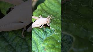 Grass hopper sound #shorts #soundsofnature #soundsofnatureforsleep #helpsleeping #helpsleep  #asmr