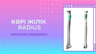 КӘРІ ЖІЛІК/ RADIUS анатомиясы