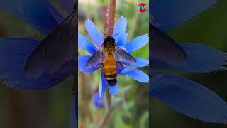 Sucking Honey From Flower Early Morning #morning #honeybee #shorts full video link in description