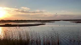 Birds sound | Relaxing and Calm