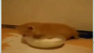 gato se cae a un plato de leche