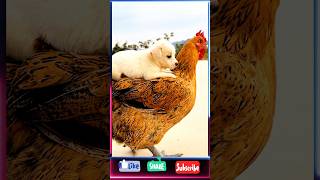 Chicken and dog love/funny video