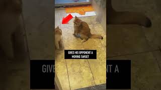 Cat fights like Mike Tyson 🤣 (EPIC) #shorts