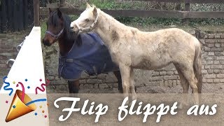 Tür 16: Flip flippt aus - Spiel & Spaß mit neuem Kumpel